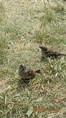 IMG_2590.jpg