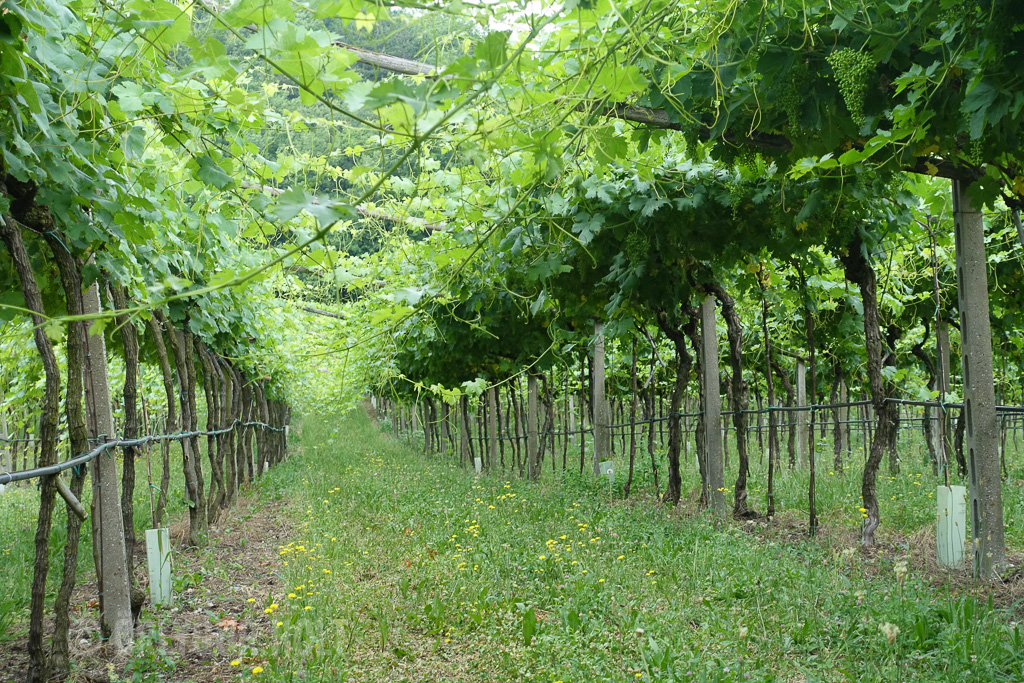 DSC01335.jpg