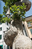 DSC01568.jpg