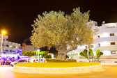 IMG_7225.jpg