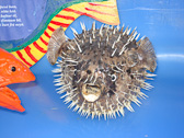 DSC05221.jpg