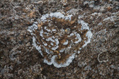IMG_0305.jpg