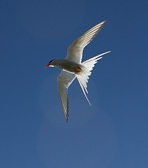 IMG_8436.jpg