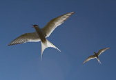 IMG_8442.jpg