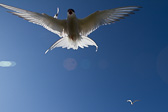 IMG_8458.jpg