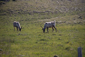 IMG_8794.jpg