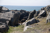 IMG_8879.jpg