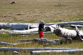 IMG_0815.jpg