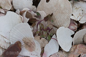 IMG_8208.jpg