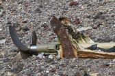 IMG_0214.jpg