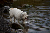 IMG_0969.jpg