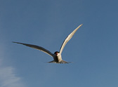 IMG_1196.jpg
