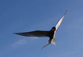 IMG_1212.jpg