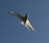 IMG_1238.jpg