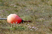 IMG_1619.jpg