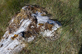 IMG_1709.jpg