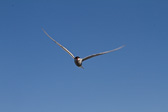 IMG_1782.jpg