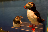 IMG_6718.jpg