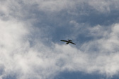 IMG_5440.jpg